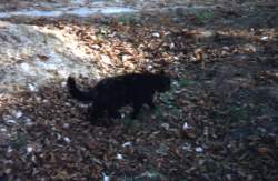 Hercules Frhling 1997