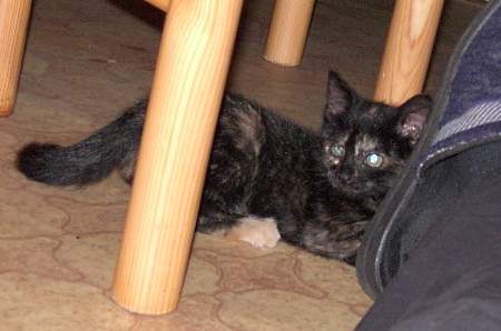 Lola - Miau