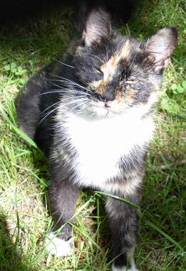 Katze Lilly