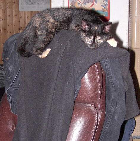 Lola auf dem Sessel