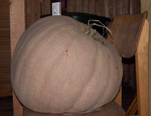 Dicker Krbis